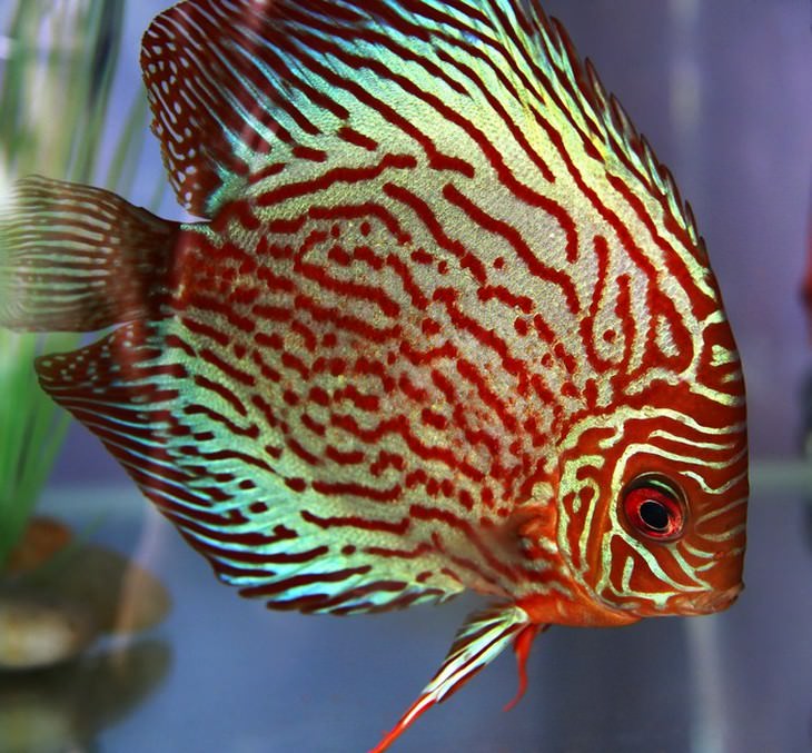 peixes mais bonitos do mundo