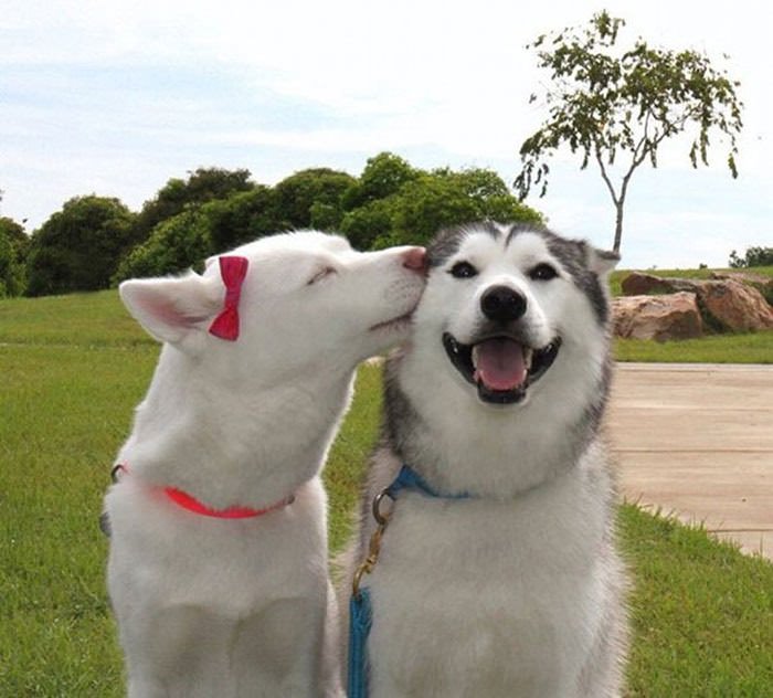 cães sorridentes
