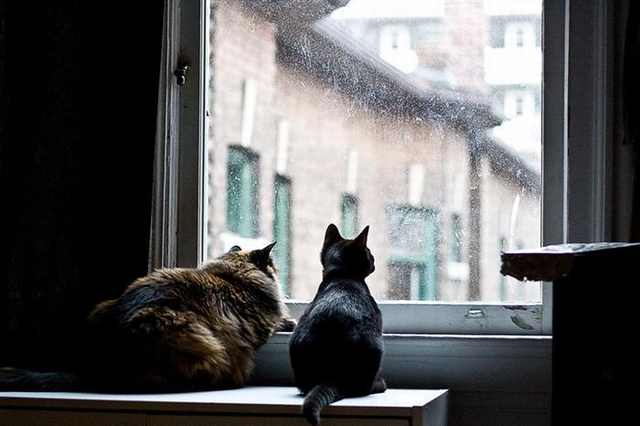 Gatos nas janelas