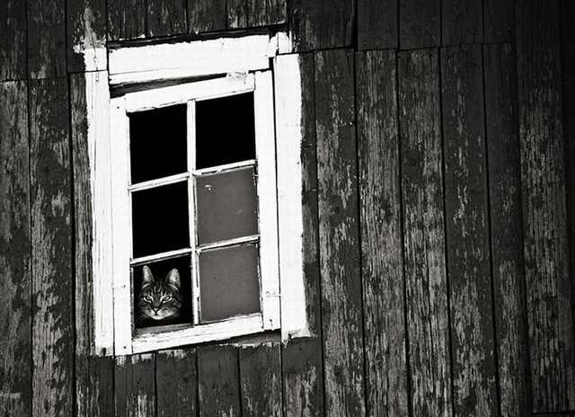 Gatos nas janelas