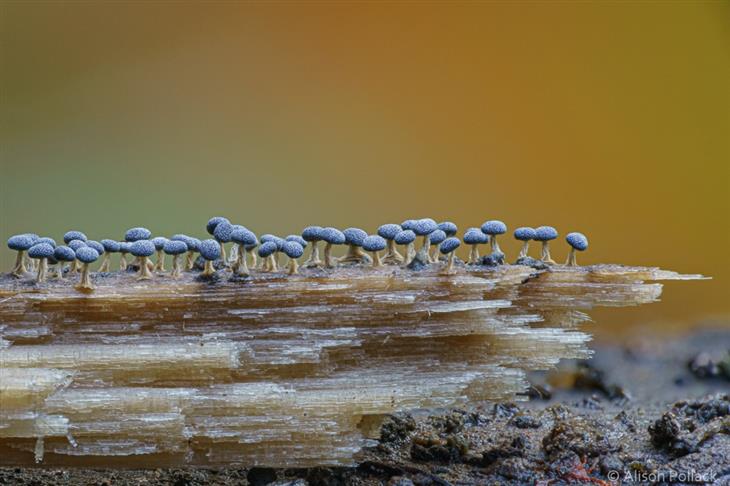 Mundo dos cogumelos