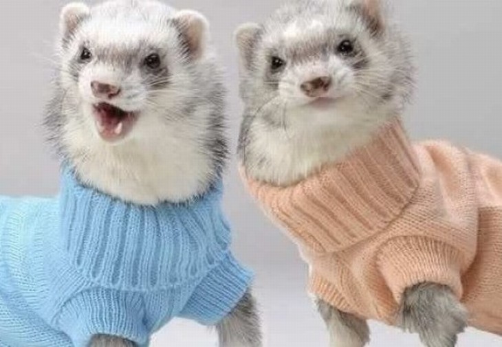 Bichos de suéter