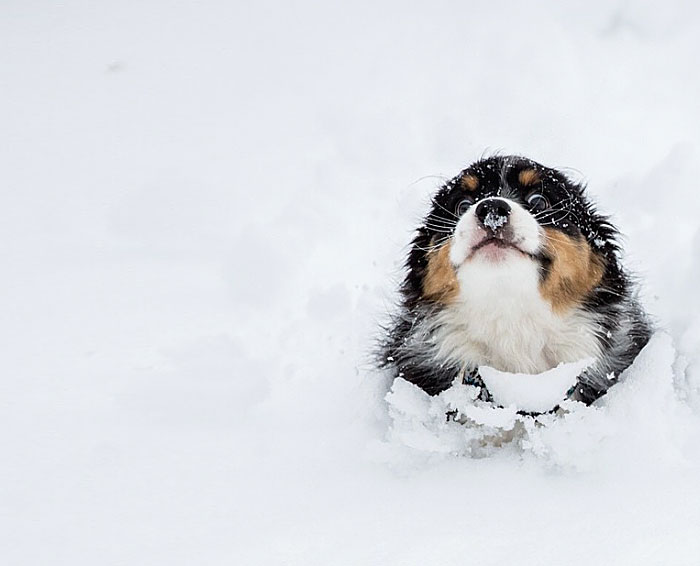 Animais e a primeira neve