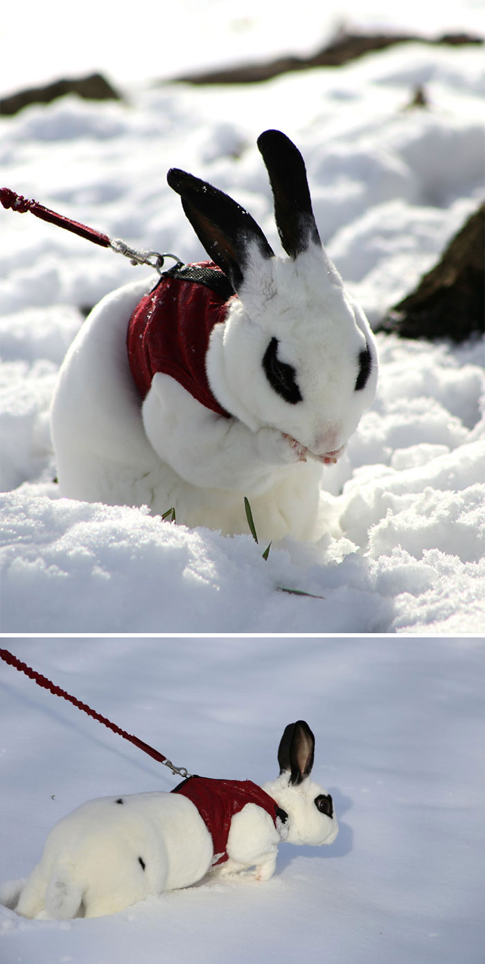 Animais e a primeira neve