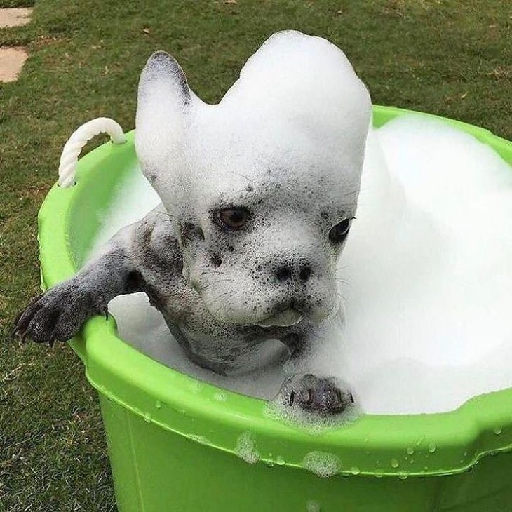 Cachorrinhos fofíssimos filhote no banho