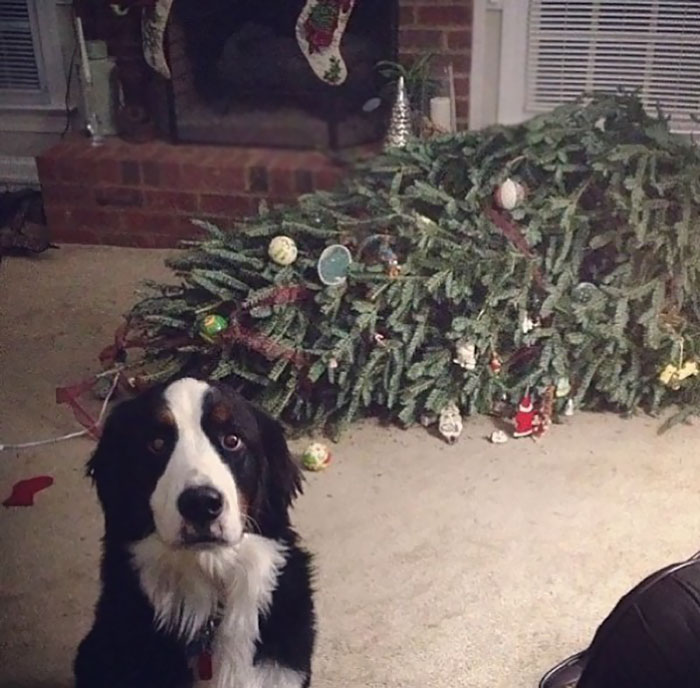 Animais no Natal cão e árvore de Natal