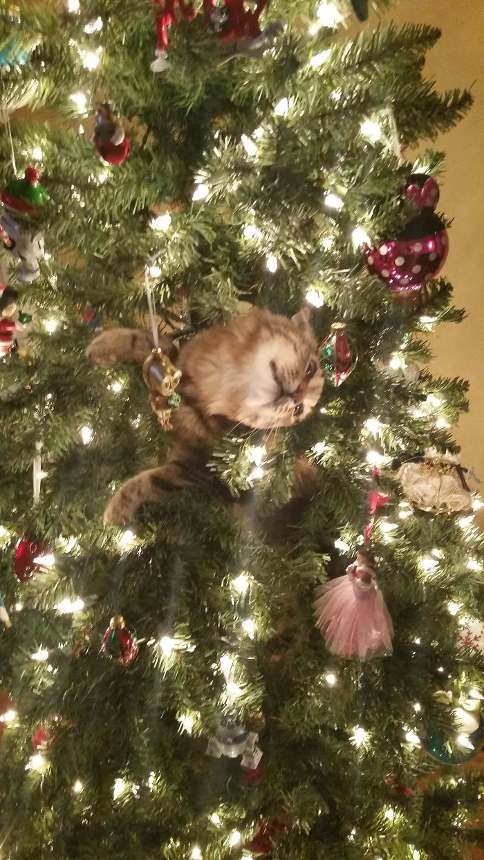 Animais no Natal gato e árvore de Natal