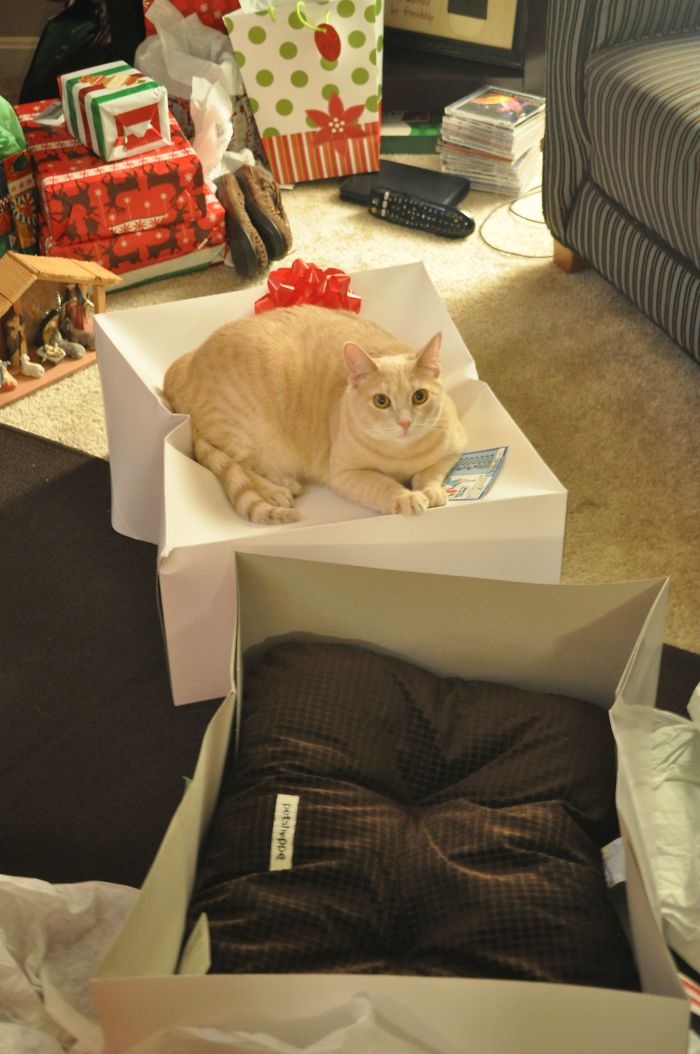 Animais no Natal gato na caixa