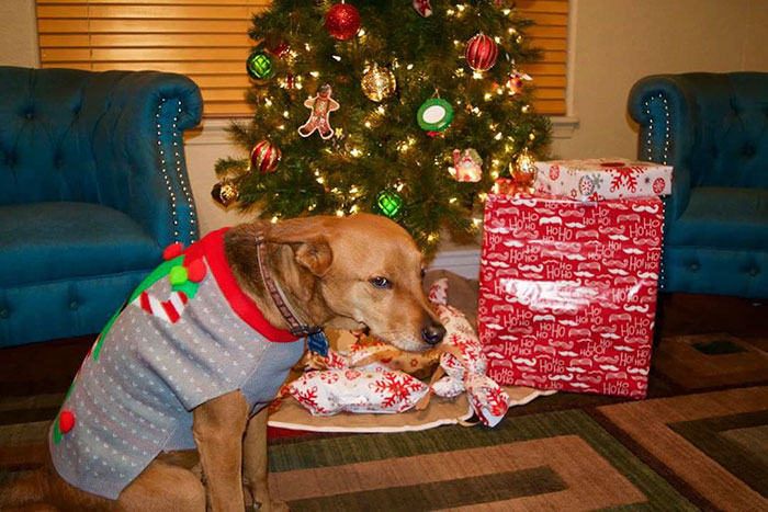 Animais no Natal cachorro de suéter