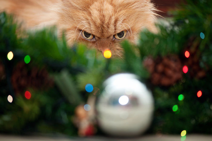 Animais no Natal gato furioso