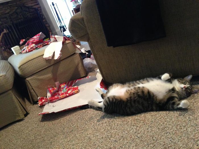 Animais no Natal gato e presentes de Natal