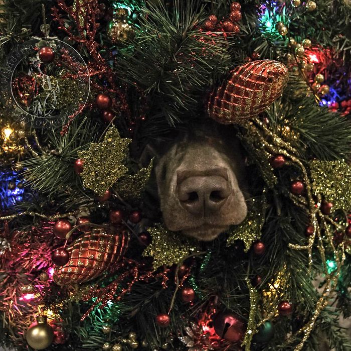 Animais no Natal focinho de cachorro
