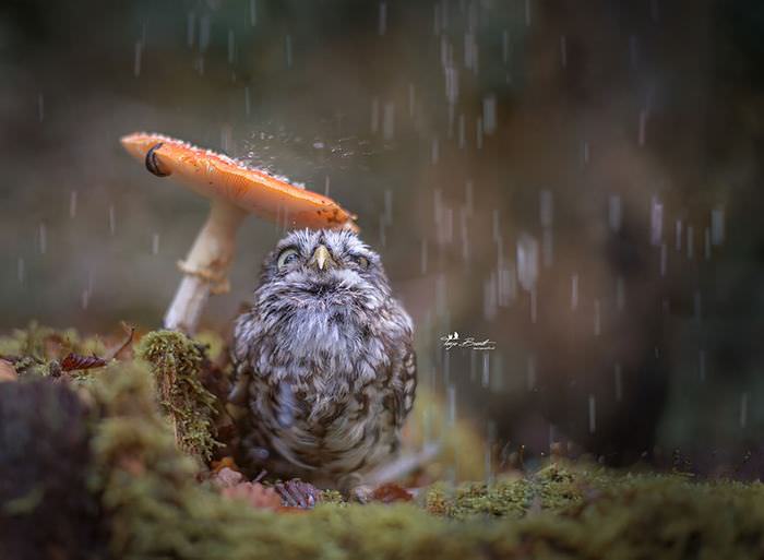 Poldi, a corujinha fugindo da chuva