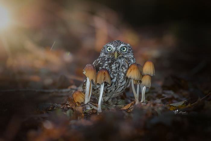 Poldi, a corujinha no meio dos mushrooms