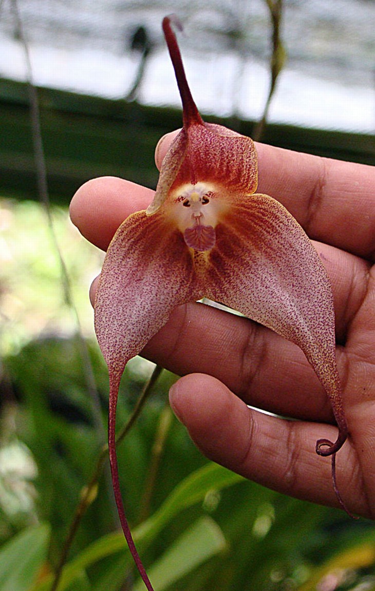 Ilusão de óptica natural orquídea cara de macaco