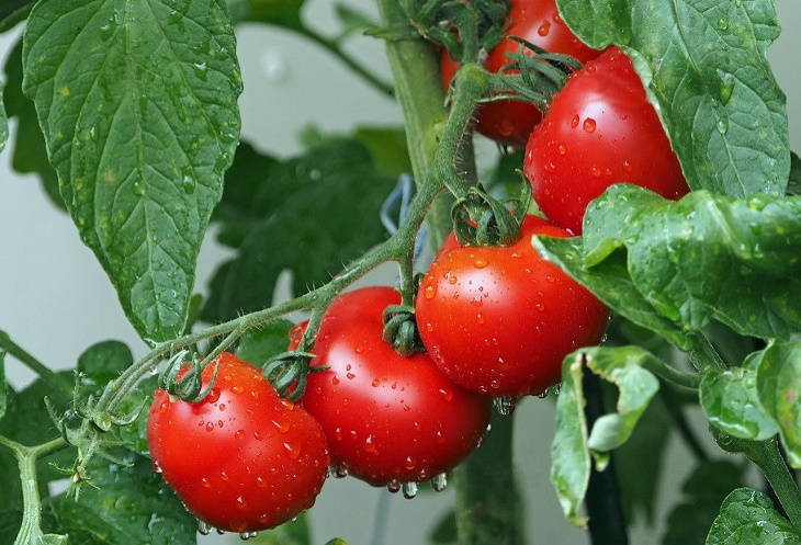 Verduras modificadas tomates