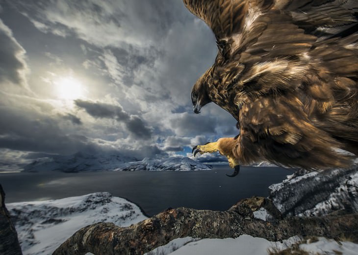 2019 Nature Photographer Of The Year winners and notable mentions Audun Rikardsen
