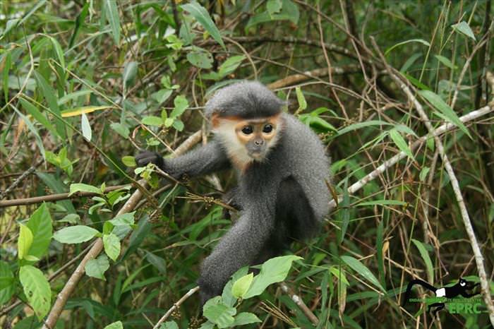 These Baby Monkey Bring Awareness To Endangered Primates