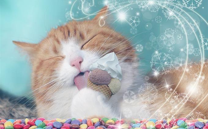 gato tomando sorvete
