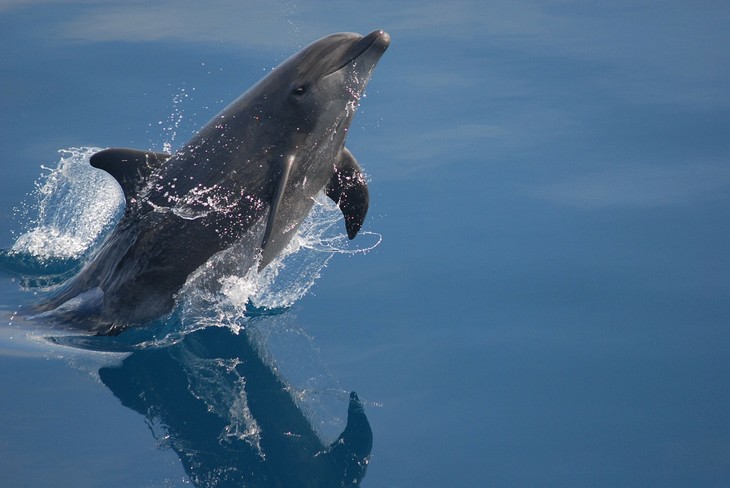 Animais MUITO espertos - golfinhos