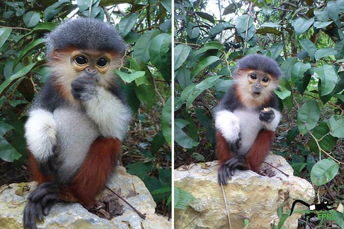 These Baby Monkey Bring Awareness To Endangered Primates