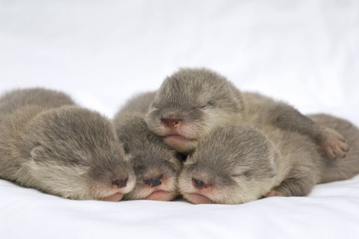 Lontras bebês