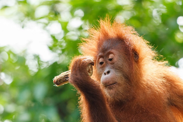 Animais MUITO espertos Orangotango
