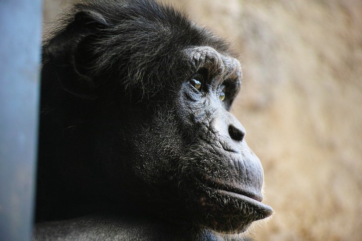 Animais MUITO espertos - Chimpanzé