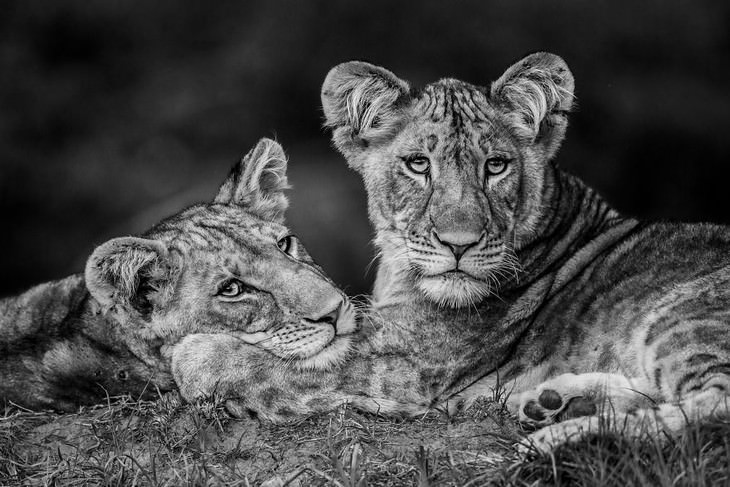 2019 Nature Photographer Of The Year winners and notable mentions Luke Massey