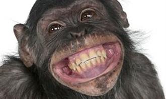 chimpanzé sorridente