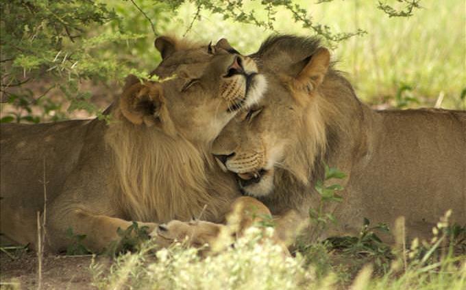 leões se beijando