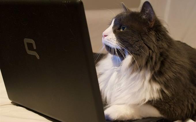 gato em frente ao computador