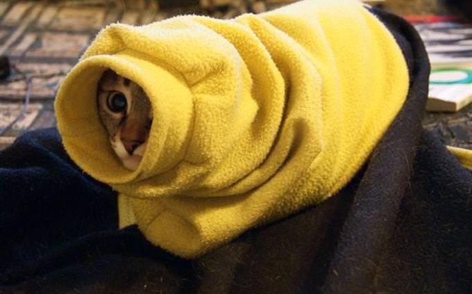 gato enrolado na toalha