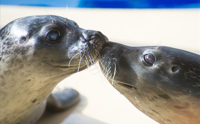 duas focas se beijando