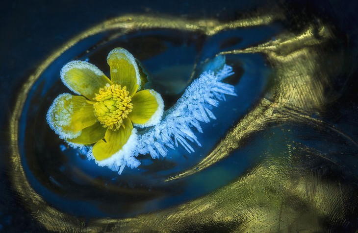2019 Nature Photographer Of The Year winners and notable mentions