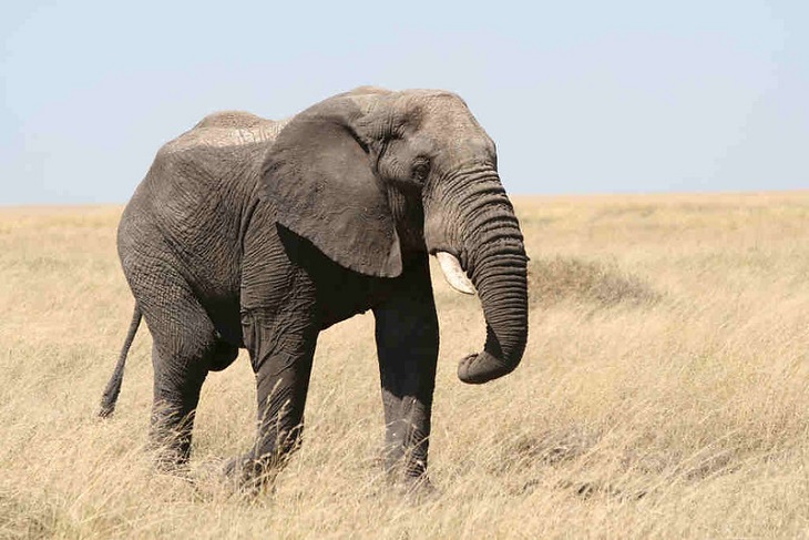 Animais MUITO espertos Elefante