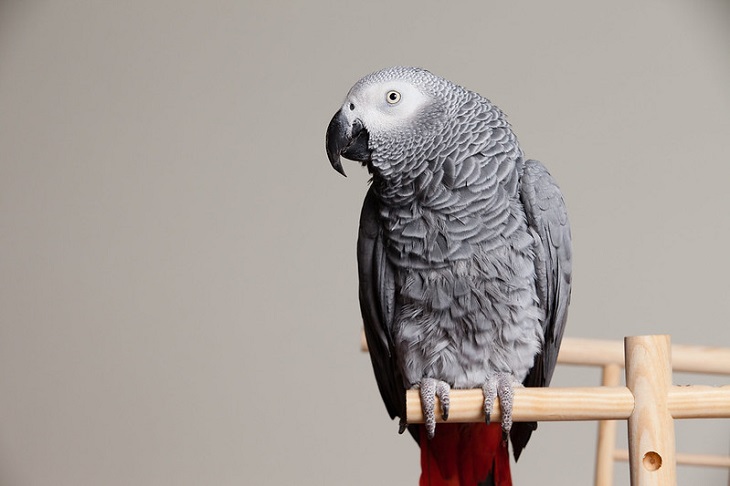 Animais MUITO espertos Papagaio cinza africano