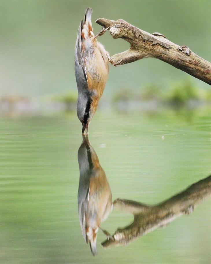 Animais silvestres passarinho bebendo água