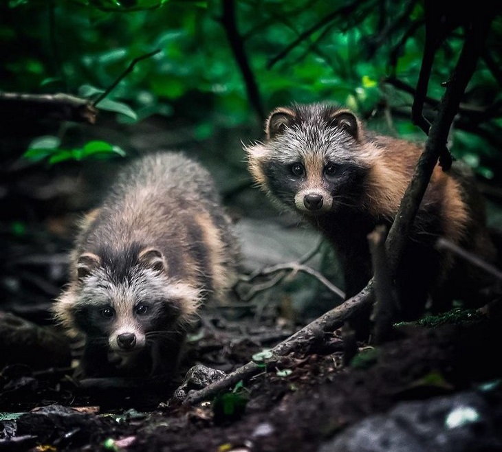 Animal photos from Finland: raccoons