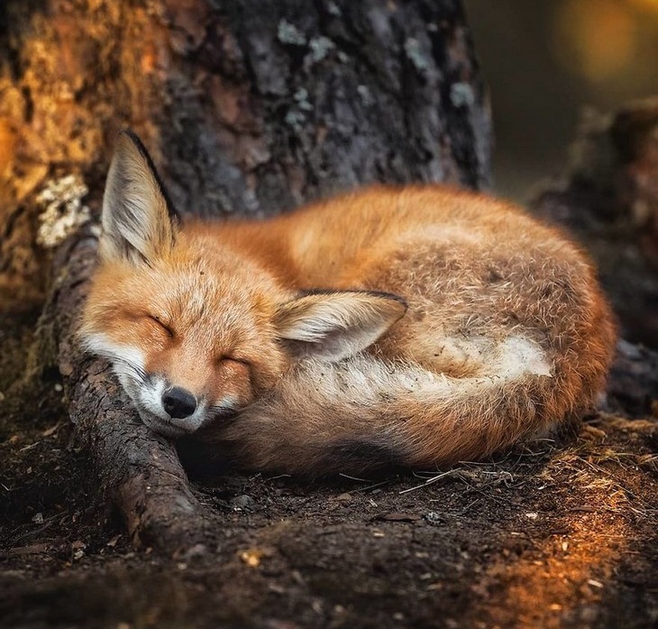Animal photos from Finland: fox