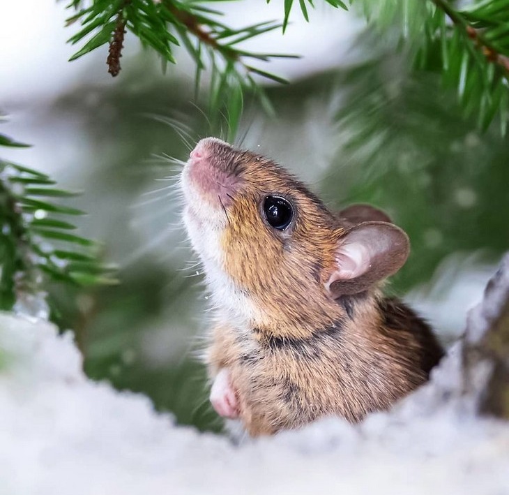 Animal photos from Finland: mouse