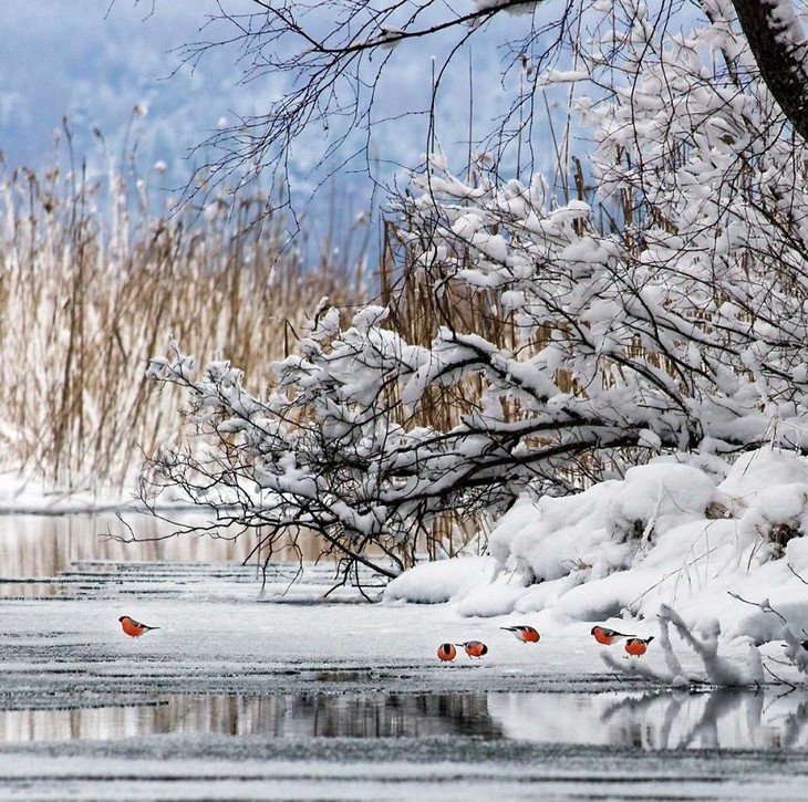 Animal photos from Finland: birds under snowy tree