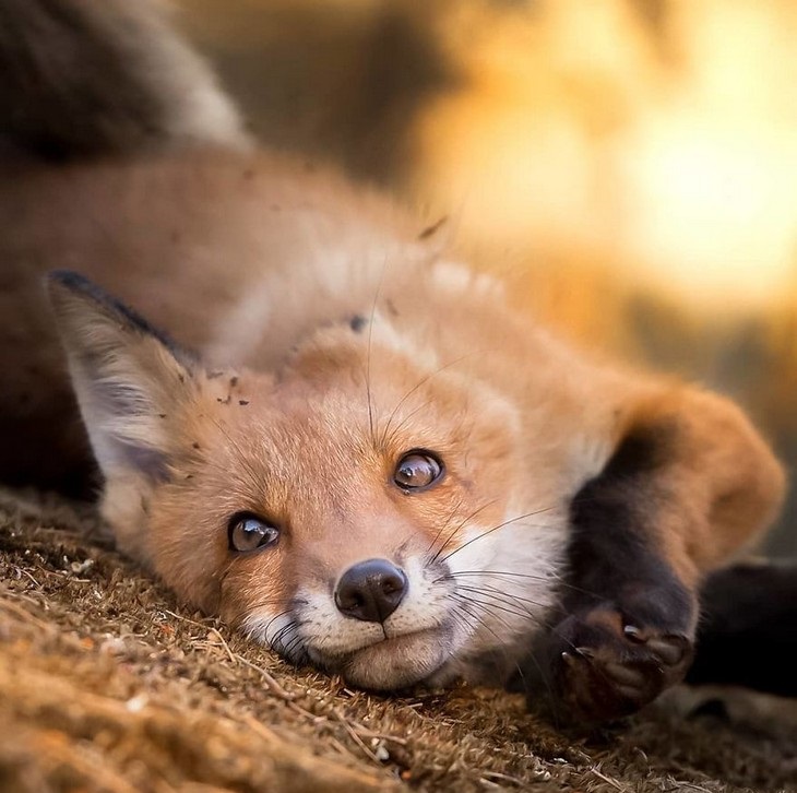 Animal photos from Finland: Fox