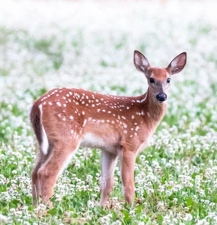 Animal photos from Finland: baby deer