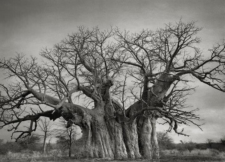 árvores antigas