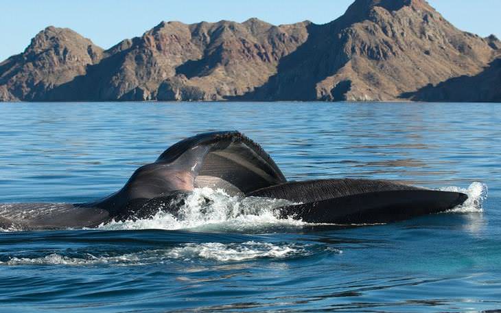fotos de baleias e golfinhos