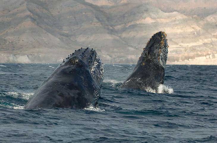 fotos de baleias e golfinhos