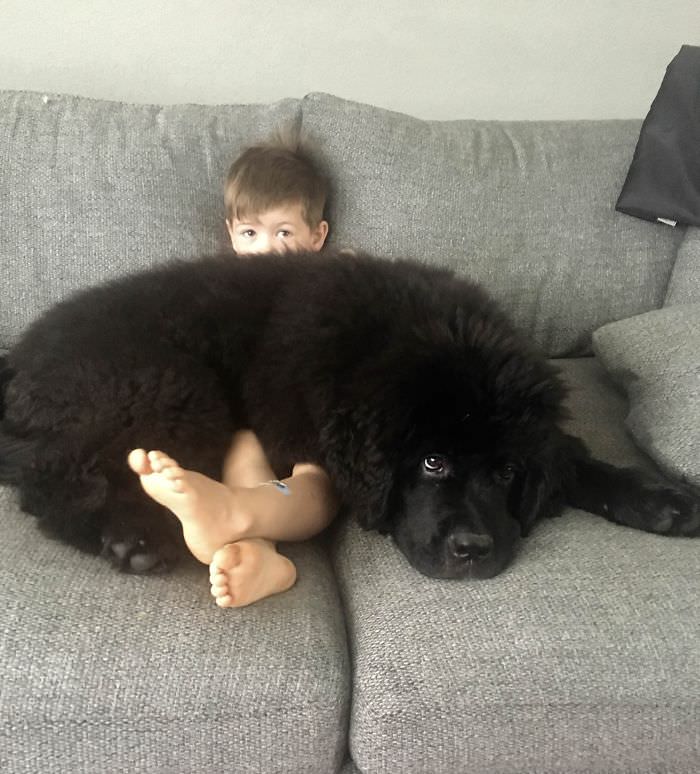 cães gigantes