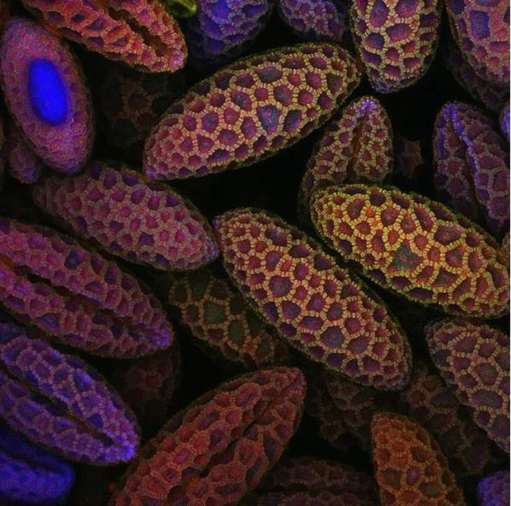 fotos microscópicas