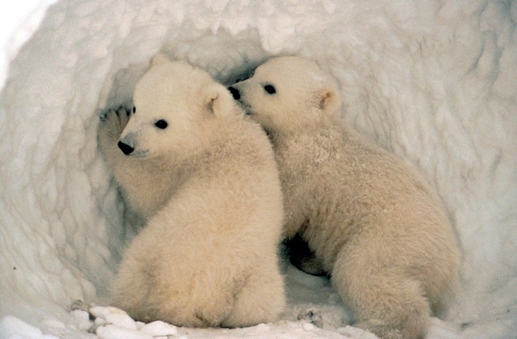 animais polares